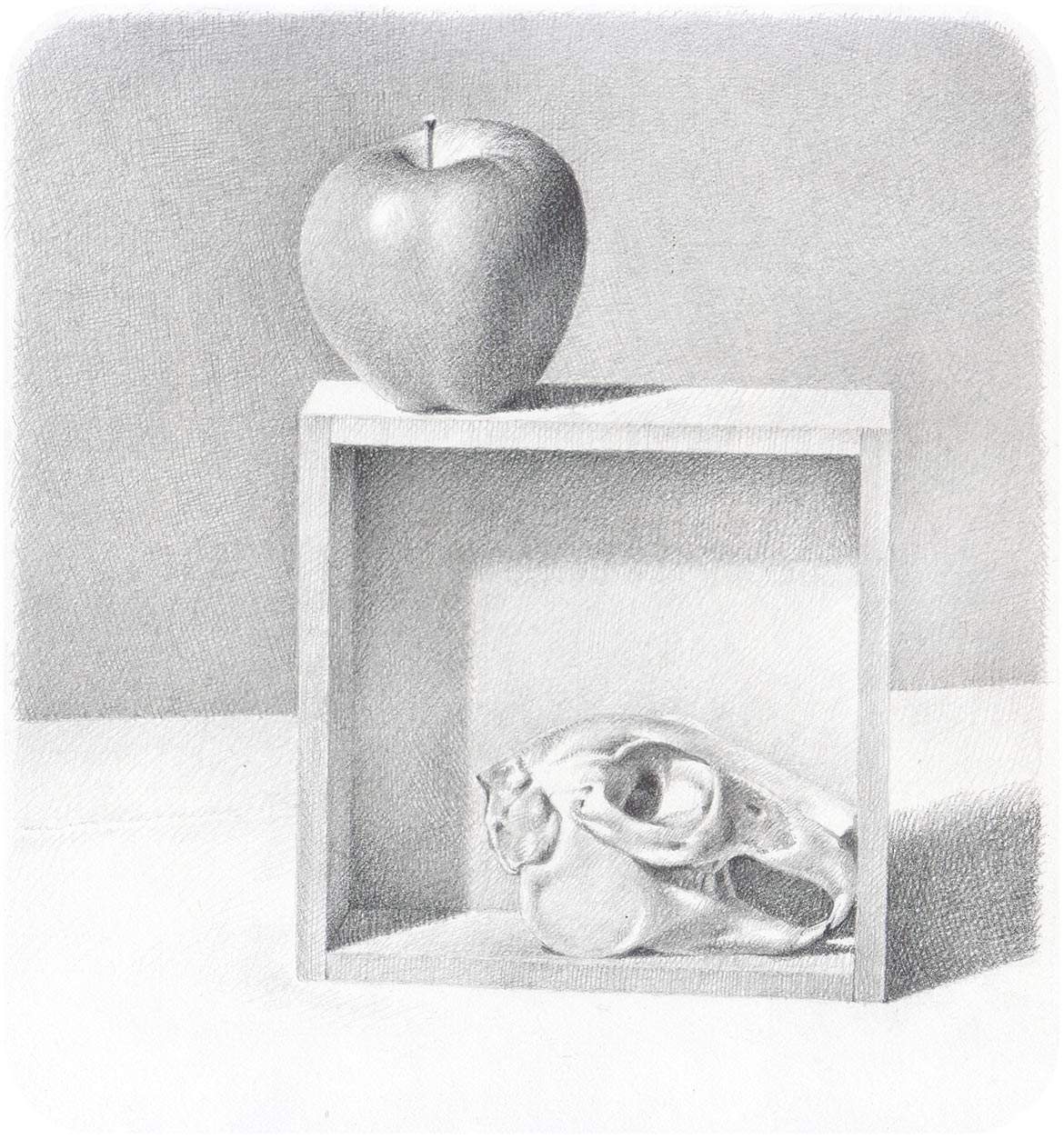 Mela e teschio - 21x21 cm - 1977 - matita su carta