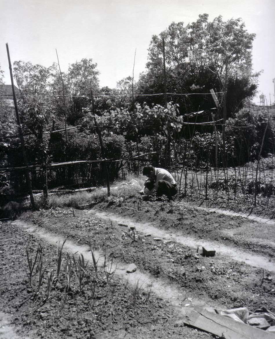 Luigi Volpi nell'orto della Cascina Barona - Milano - fine anni '70